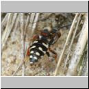 Epeolus variegatus - Filzbiene w03e 8mm - OS-Wallhorst-Sandgrube.jpg